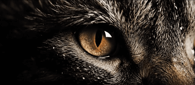 The Claw's Final Strike